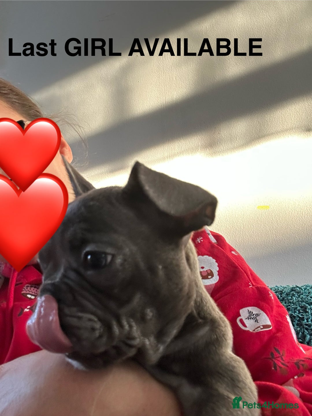 French Bulldog dogs for sale: French Bulldog Blue Girl 12 weeks old ! Last one - Advert 28