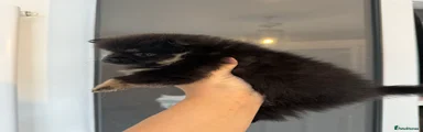 Pomeranian 4