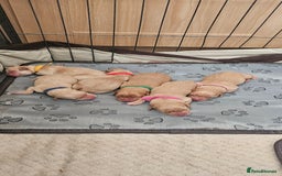 Labrador Retriever dogs for sale: 1 yellow lab pup in Skelmersdale - Image 4