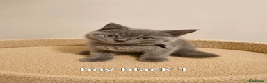 British Shorthair 3