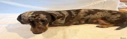 Miniature Dachshund dogs for sale: Miniature Dachshund Puppies - Advert 8
