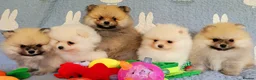 Pomeranian dogs for sale: Stunning KC Pomeranian Puppies for sale - Advert 5