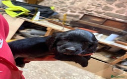 Cocker Spaniel dogs for sale: Cocker spaniel puppies - Image 1