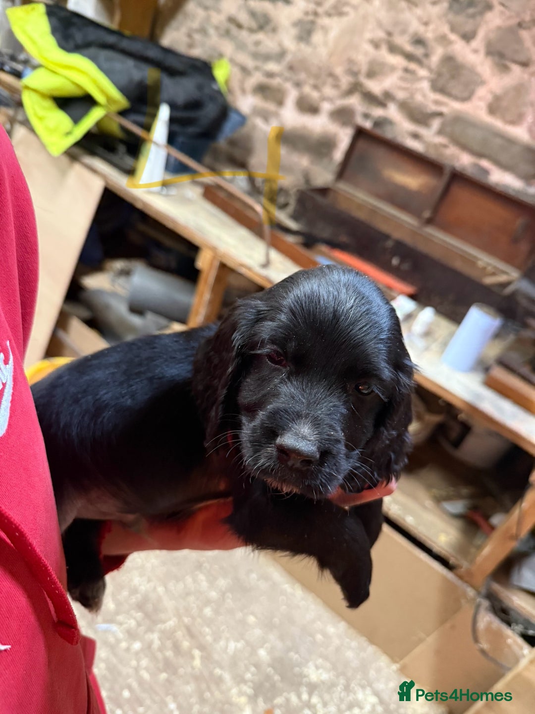 Cocker Spaniel dogs for sale: Cocker spaniel puppies - Image 1