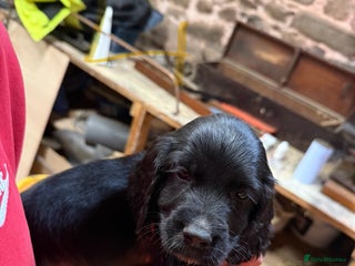 Cocker Spaniel dogs - Advert 1