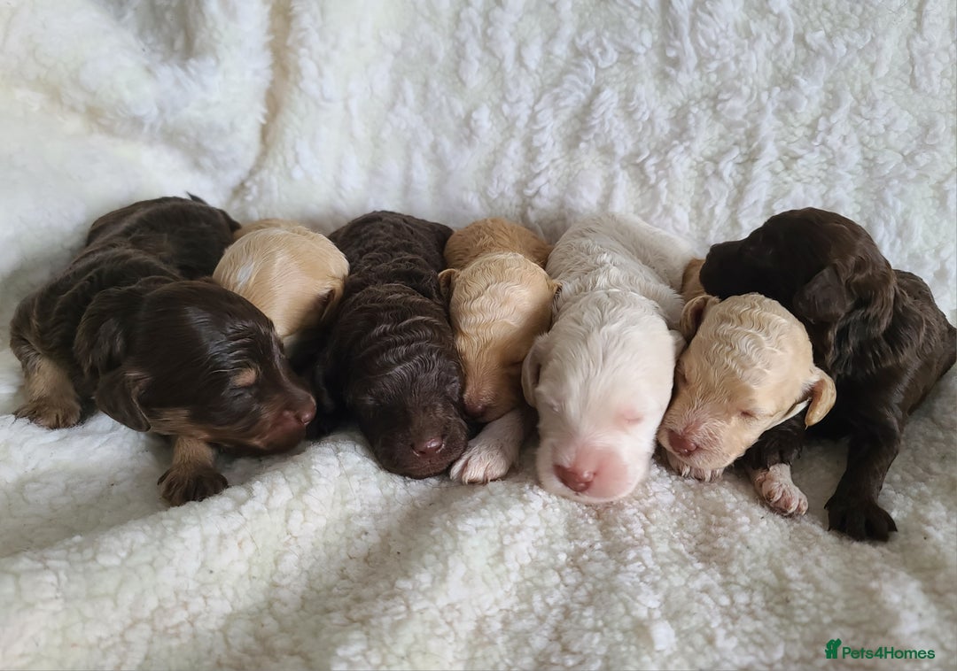 Cockapoo dogs for sale: F1b Cockapoos. Boys & Girls. DNA HEALTH TESTED - Image 28