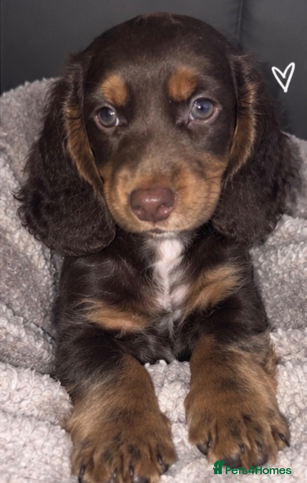 Dachshund dogs beautiful dachshund  - Advert 1
