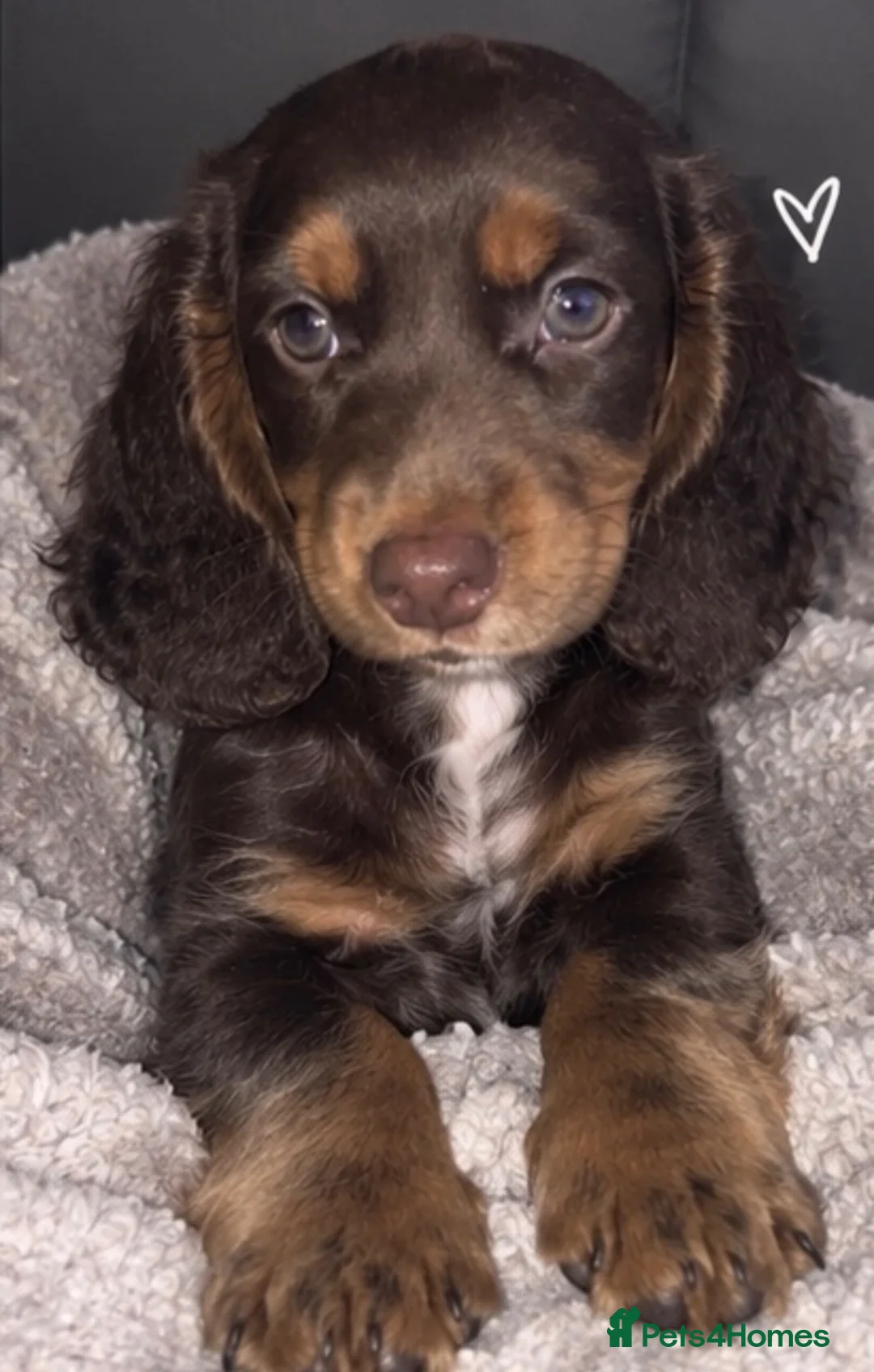 Dachshund dogs for sale: beautiful dachshund  in Chatham - Advert 1