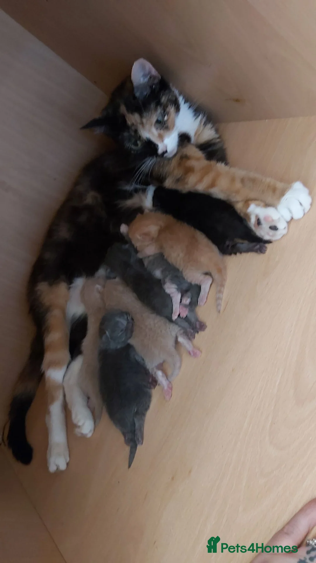British Shorthair cats for sale: 7 gorgeous healthy bsh Cross moggy in Manchester - Advert 1