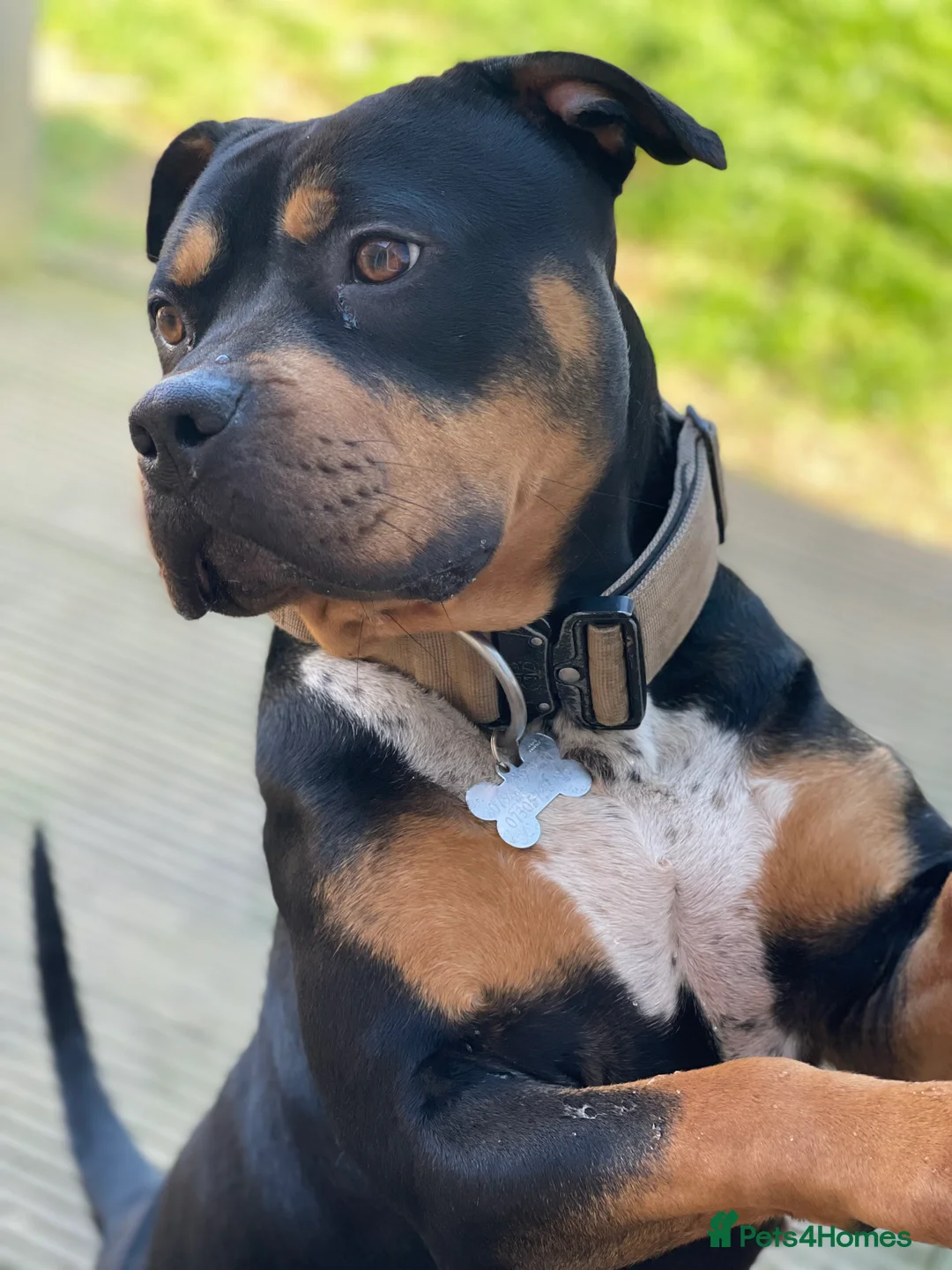 Mixed Breed dogs for sale: Beautuful bully - Advert 5