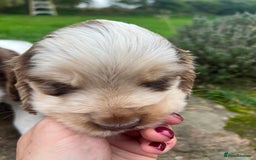 Cocker Spaniel dogs for sale: 🐾Gorgeous Cocker Spaniel Puppies 🐶🐾 - Image 26