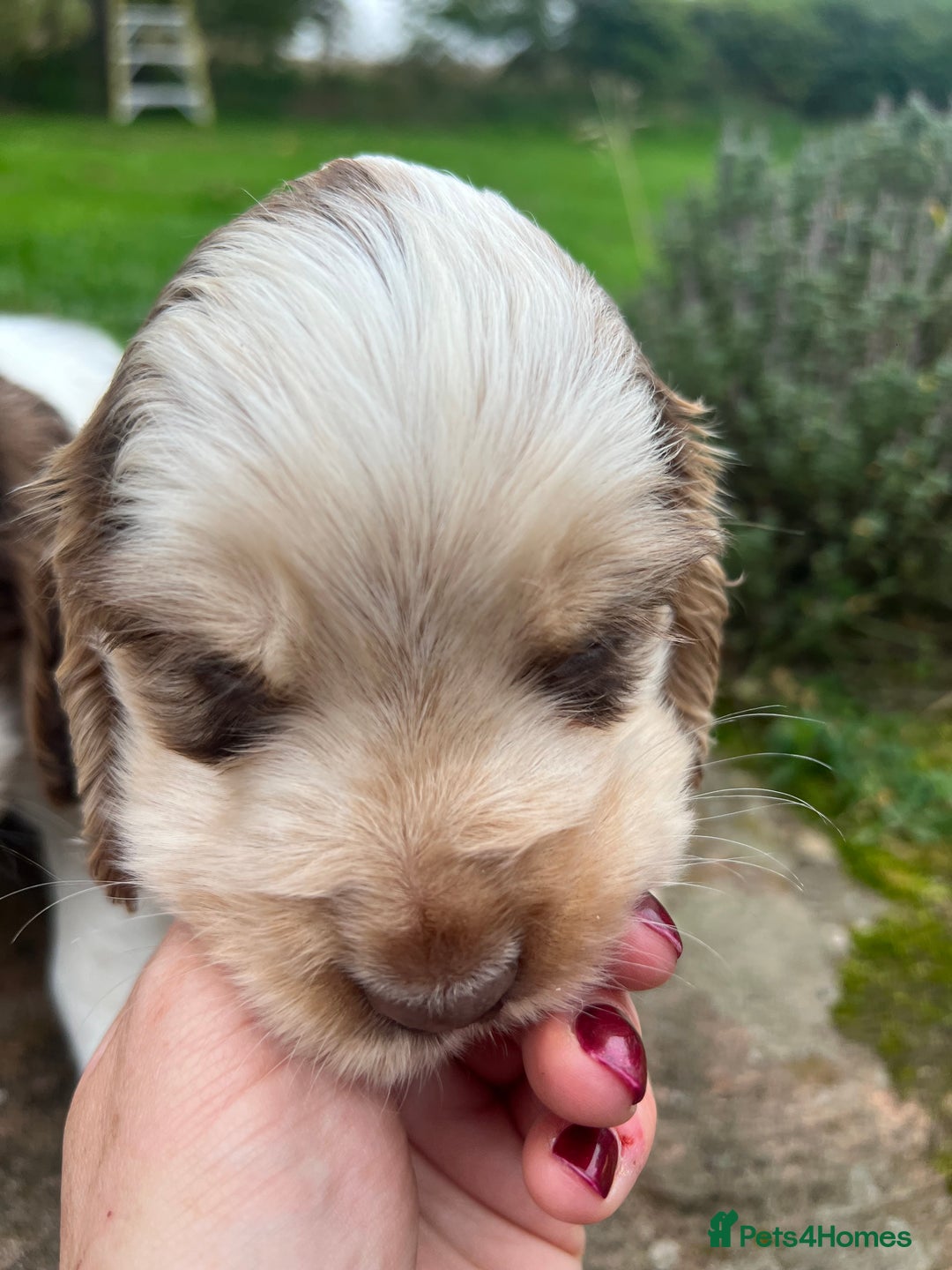 Cocker Spaniel dogs for sale: 🐾Gorgeous Cocker Spaniel Puppies 🐶🐾 - Image 26
