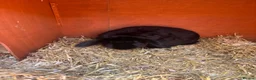 Mini Lop rabbits for sale: Female entire mini lop  - Advert 3