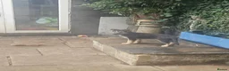 German Shepherd dogs for sale: German shepherd's  - Advert 12