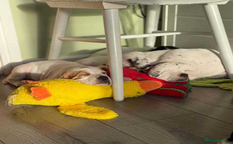 Pointer dogs - Advert 1