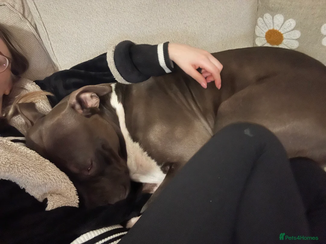 Staffordshire Bull Terrier dogs for sale: Beautiful staff x lurcher  - Advert 2