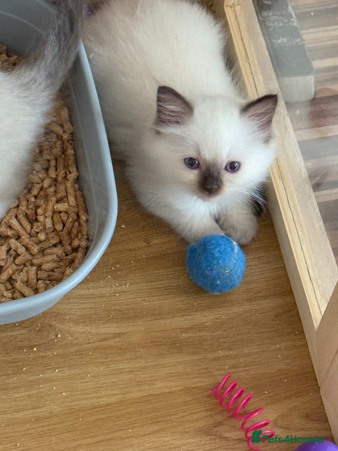 Ragdoll cats for sale: Gccf registered ragdoll kittens  - Image 31