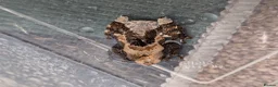 Frog reptiles for sale: Bird Poop Mossy Frogs 1.1.1 - Advert 2