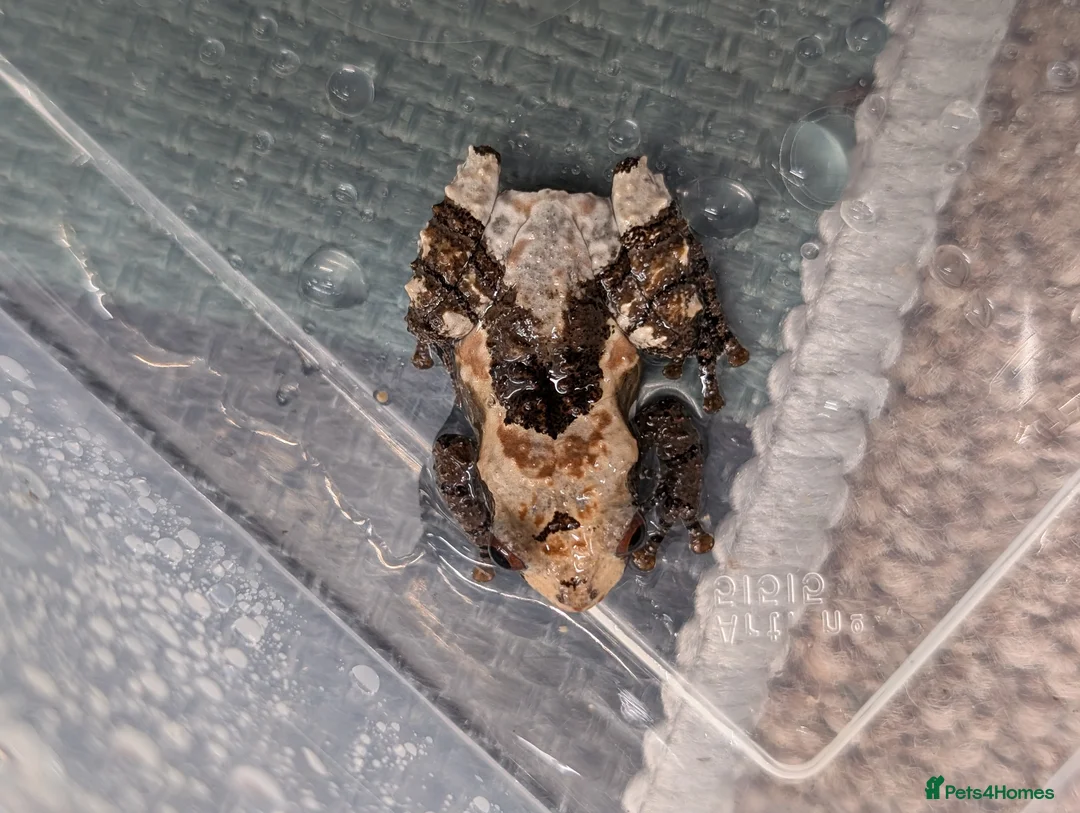 Frog reptiles for sale: Bird Poop Mossy Frogs 1.1.1 - Advert 2