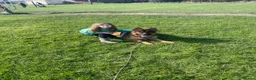 German Shepherd dogs for stud: German Shepherd to Stud, Great Temperament in Bradford - Advert 4