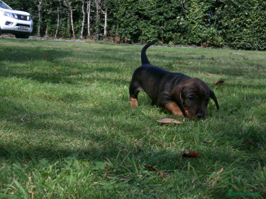 Dachshund dogs for sale: KC Wirehaired Dachshund / Teckel puppies  - Image 6