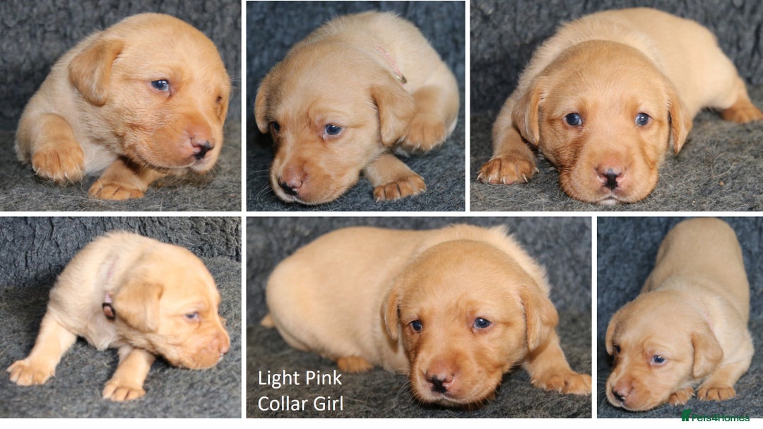 Labrador Retriever dogs for sale: Red Fox Labs : Health Checked-KC Reg-FTCH Pedigree - Image 18