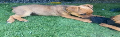 Mixed Breed 1
