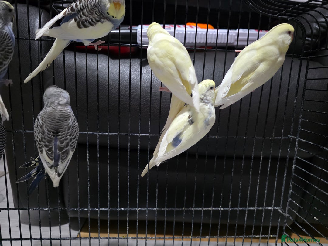 Budgerigars birds for sale: Hand tamed baby budgies for sale  - Advert 15