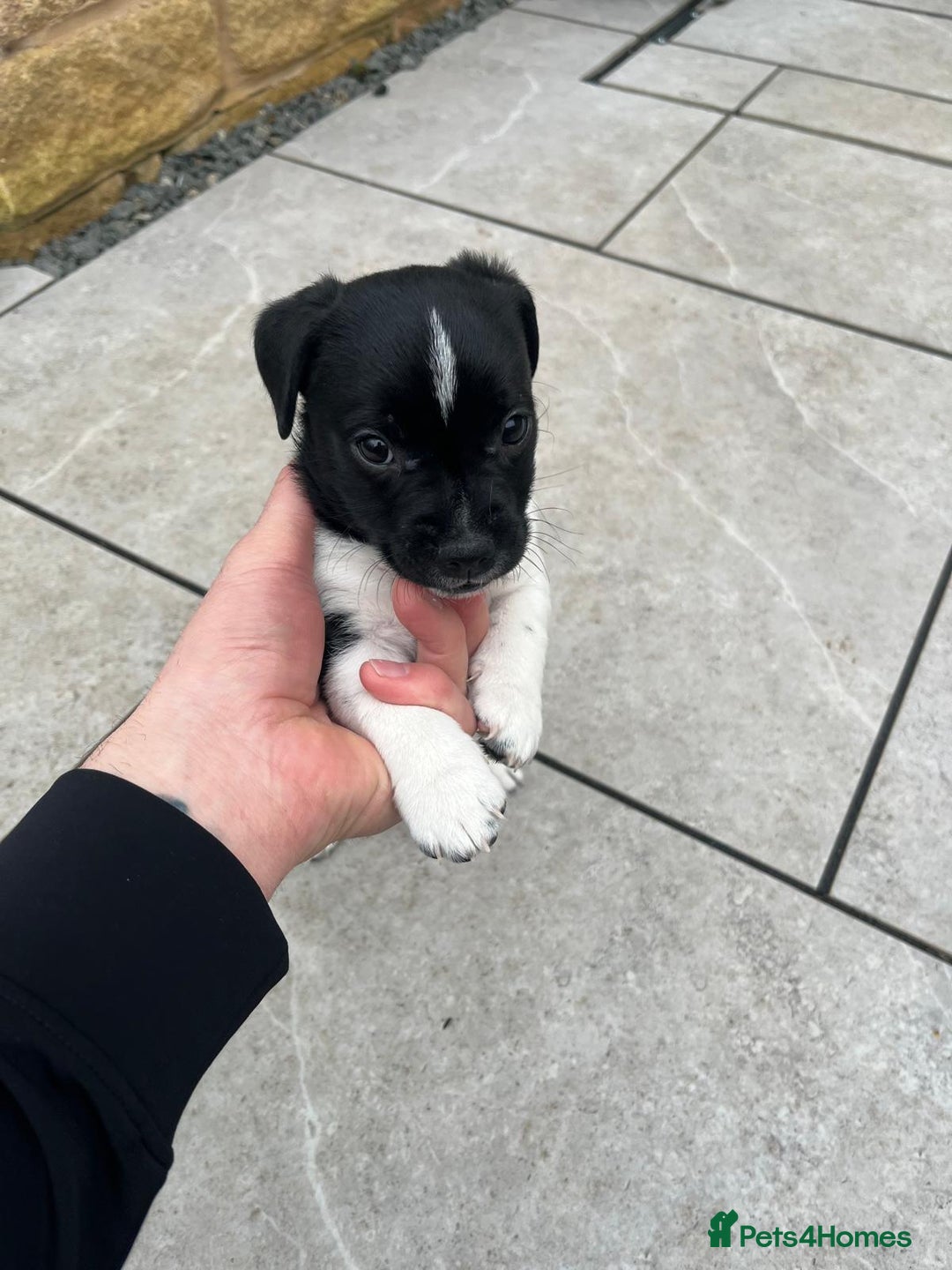 Jack Russell dogs for sale: Three male jack russell pups - Advert 4