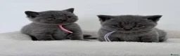 British Shorthair cats for sale: pure british shorthair kittens  - Advert 18