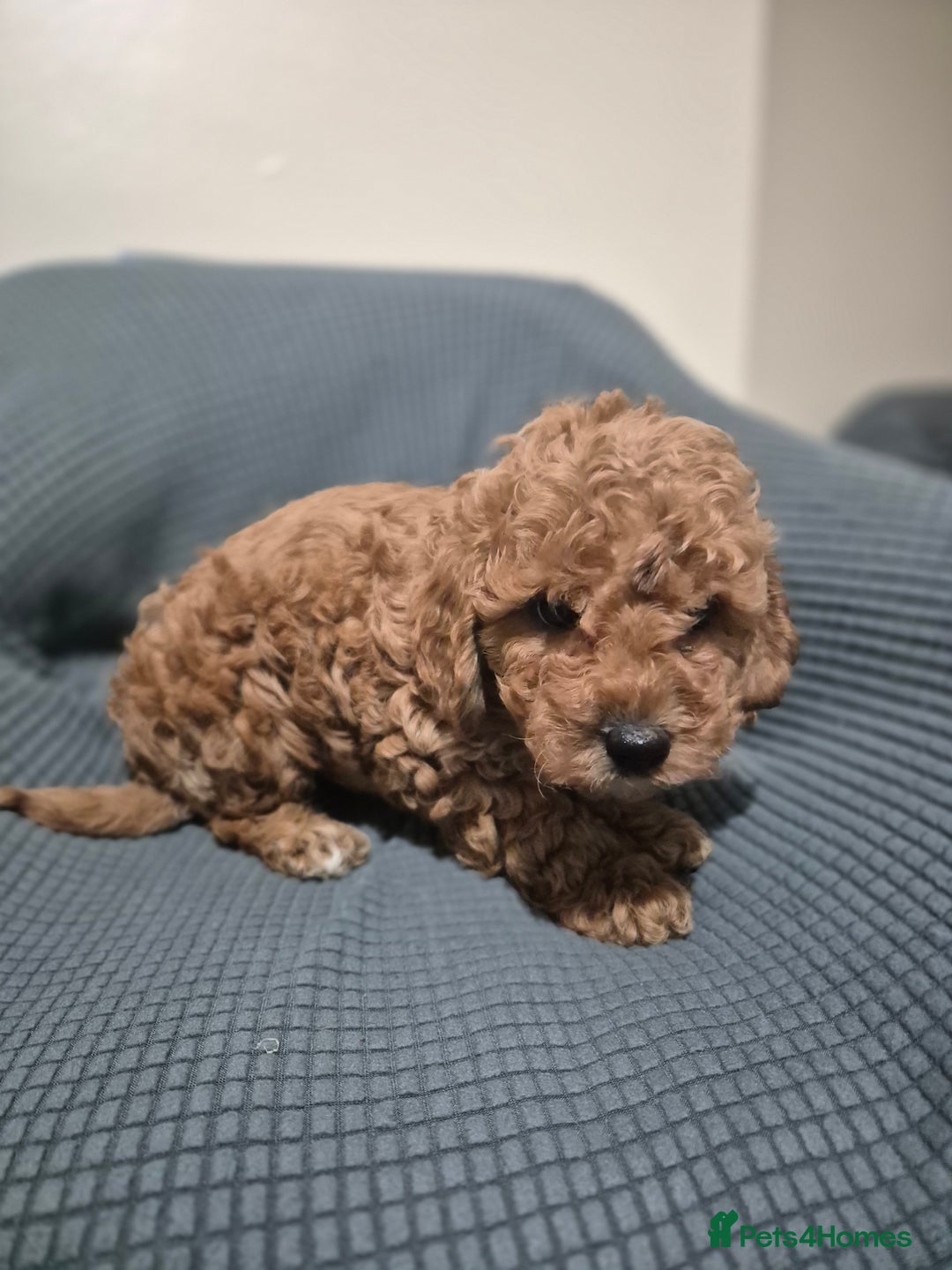 Cockapoo dogs for sale: Gorgeous Cockapoo For Sale  - Advert 3