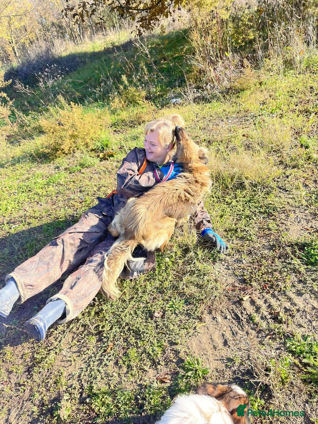 Mixed Breed dogs for adoption: Santiago Milton Keynes  - Advert 3