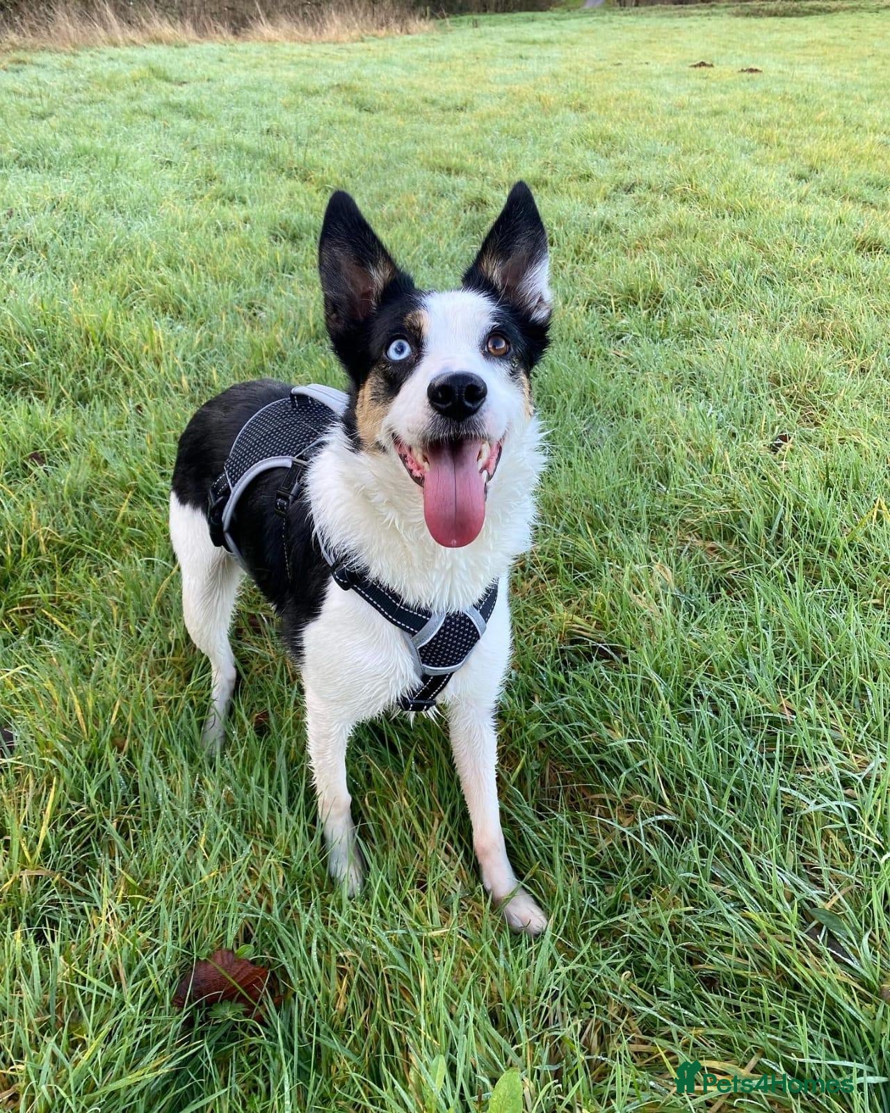 Border Collie dogs Meg the Border Collie for Adoption - Advert 1