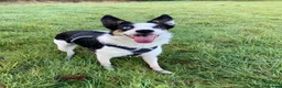 Border Collie dogs for sale: Meg the Border Collie for Adoption - Advert 1