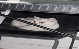 British Shorthair cats for sale: Female British shorthair - Image 5