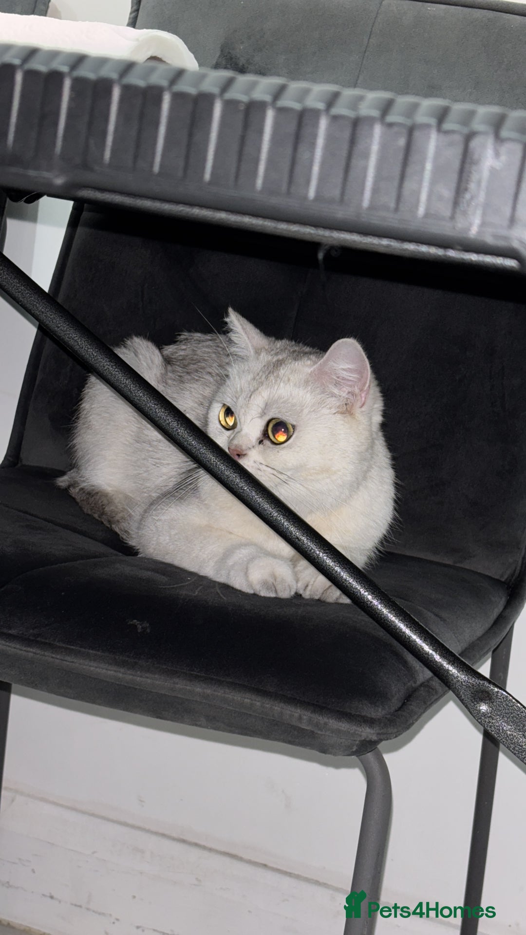 British Shorthair cats for sale: Female British shorthair - Image 5