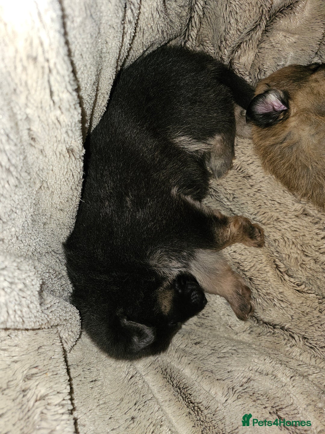 German Shepherd dogs for sale: 9 beautiful pure bred German Shepherd puppies - Advert 20