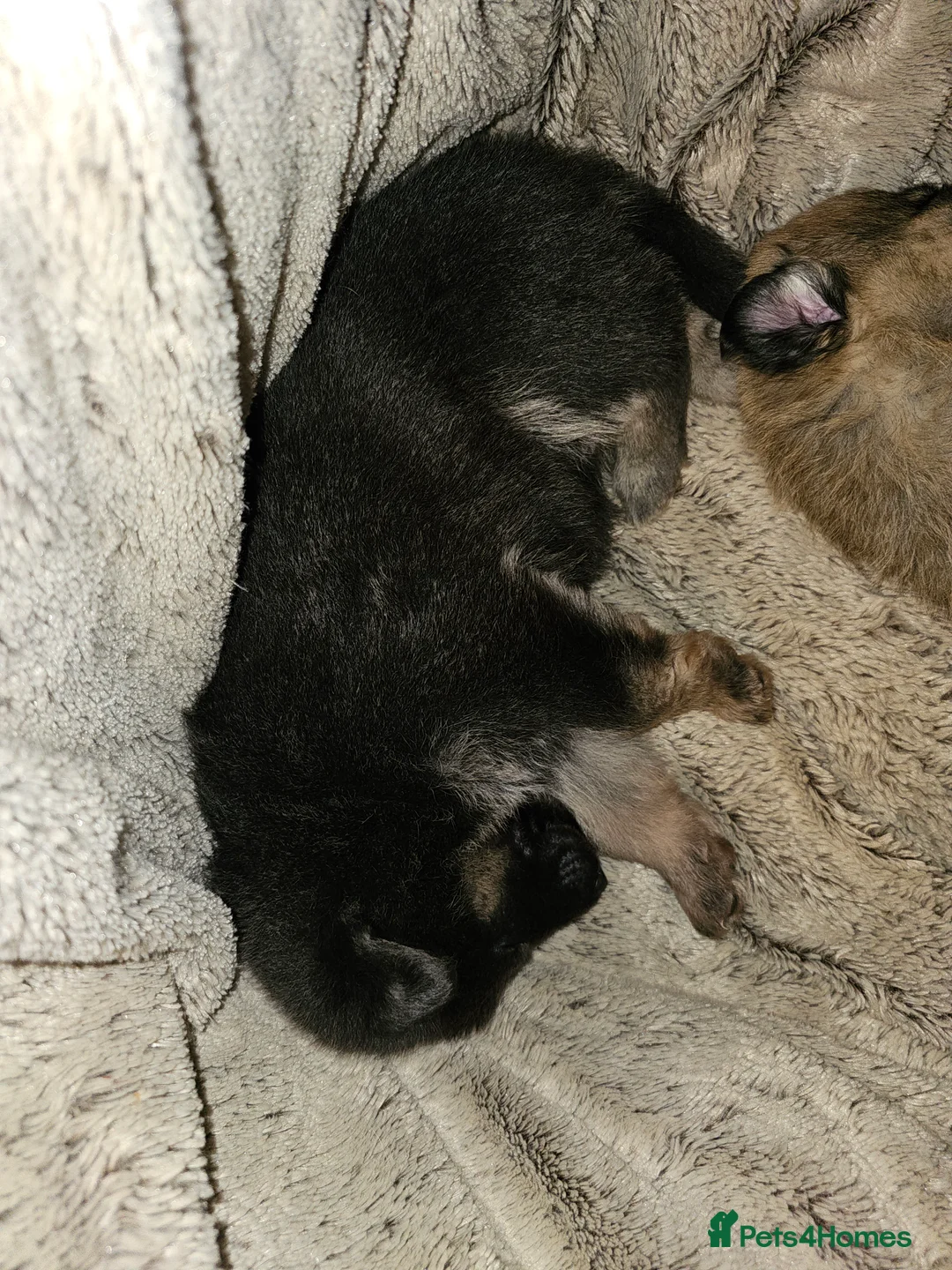 German Shepherd dogs for sale: 9 beautiful pure bred German Shepherd puppies - Advert 22