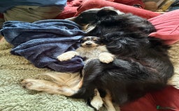 Border Collie dogs for sale: Border Collie Puppies  - Image 7