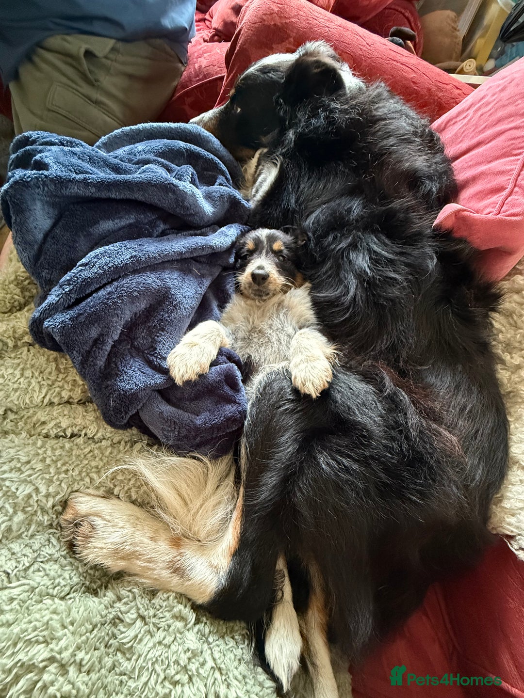 Border Collie dogs for sale: Border Collie Puppies  - Image 7
