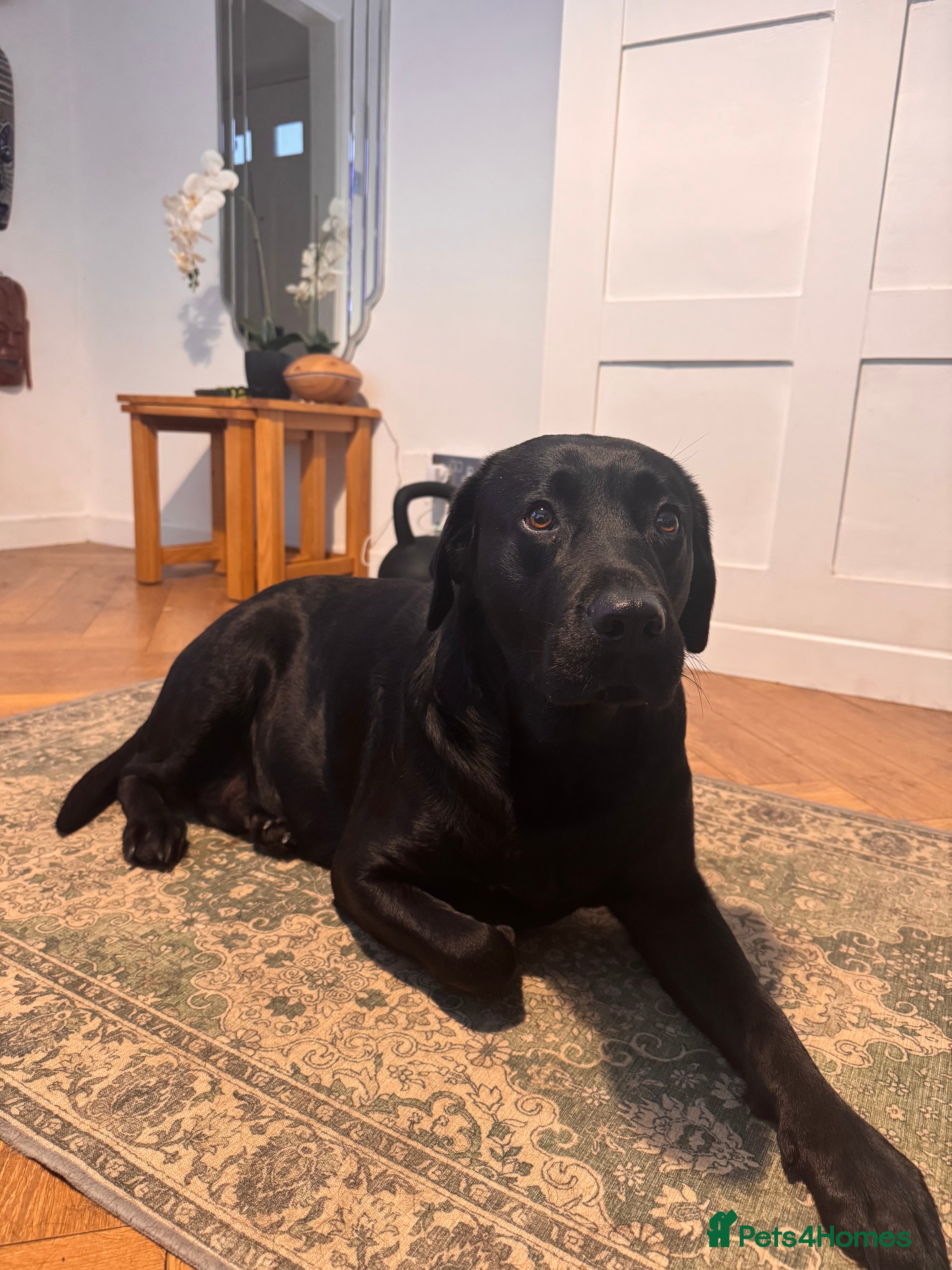 Labrador Retriever dogs 5 year old Working black lab  - Advert 5