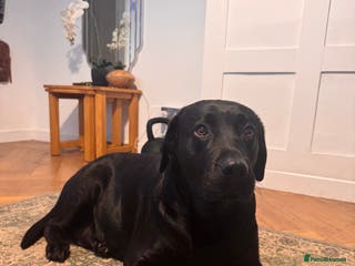 Labrador Retriever dogs 5 year old Working black lab - Advert 15