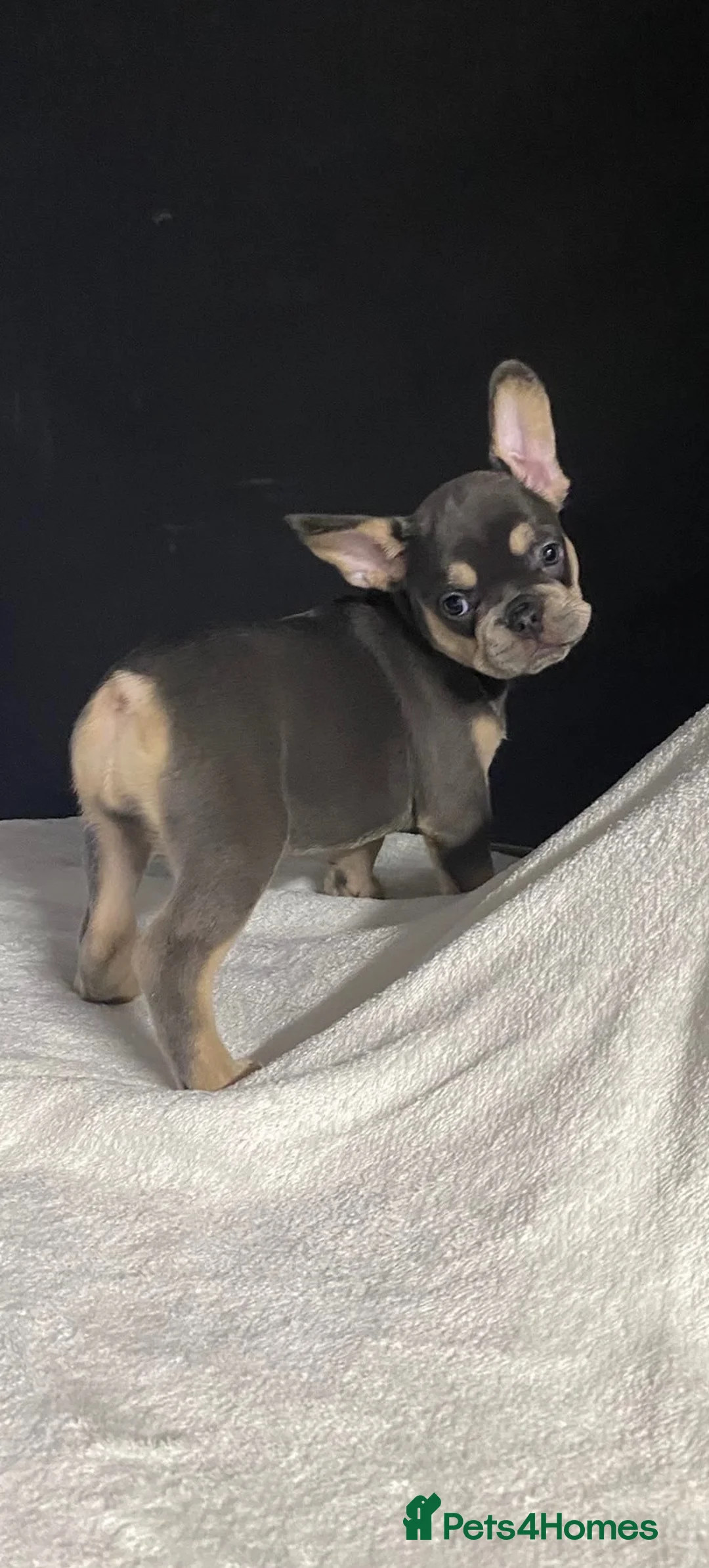French Bulldog dogs for sale: French Bulldog Floodle/Fluffy/Pink - Advert 22