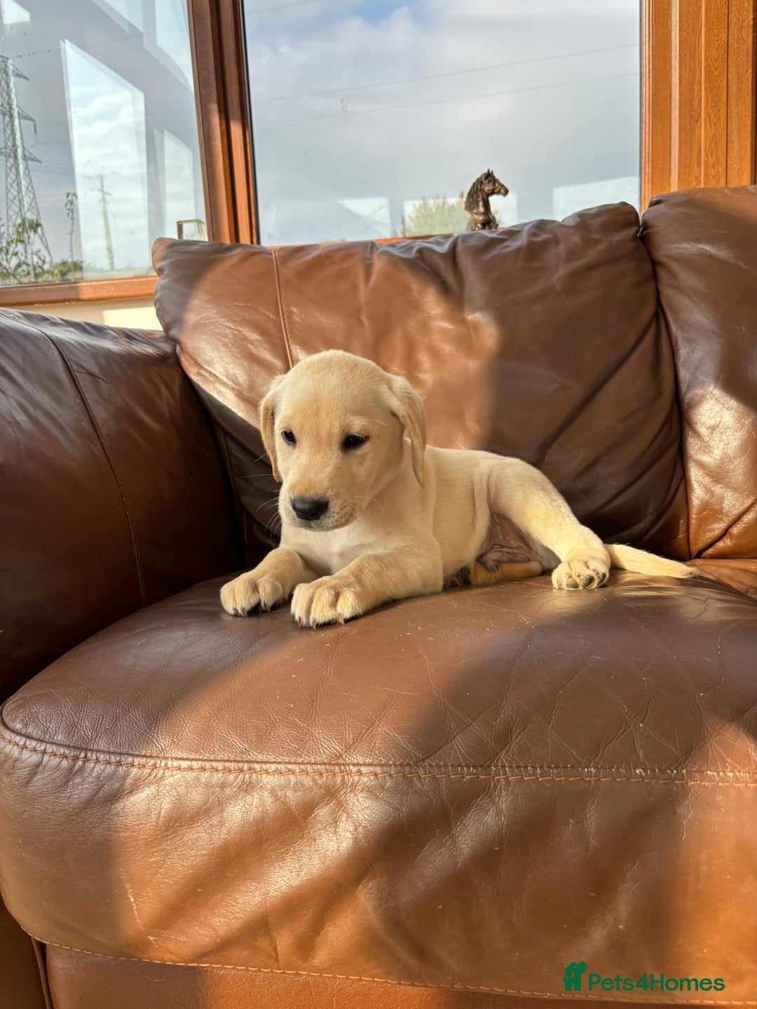 Labrador Retriever dogs for sale: 6 Beautiful Yellow Labradors  - Image 7