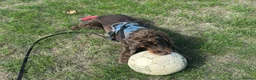 Cocker Spaniel dogs for adoption: Master - Spaniel Available for Adoption in Bridgwater - Advert 3