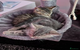 British Shorthair cats for sale: 2 baby sisters  - Image 2
