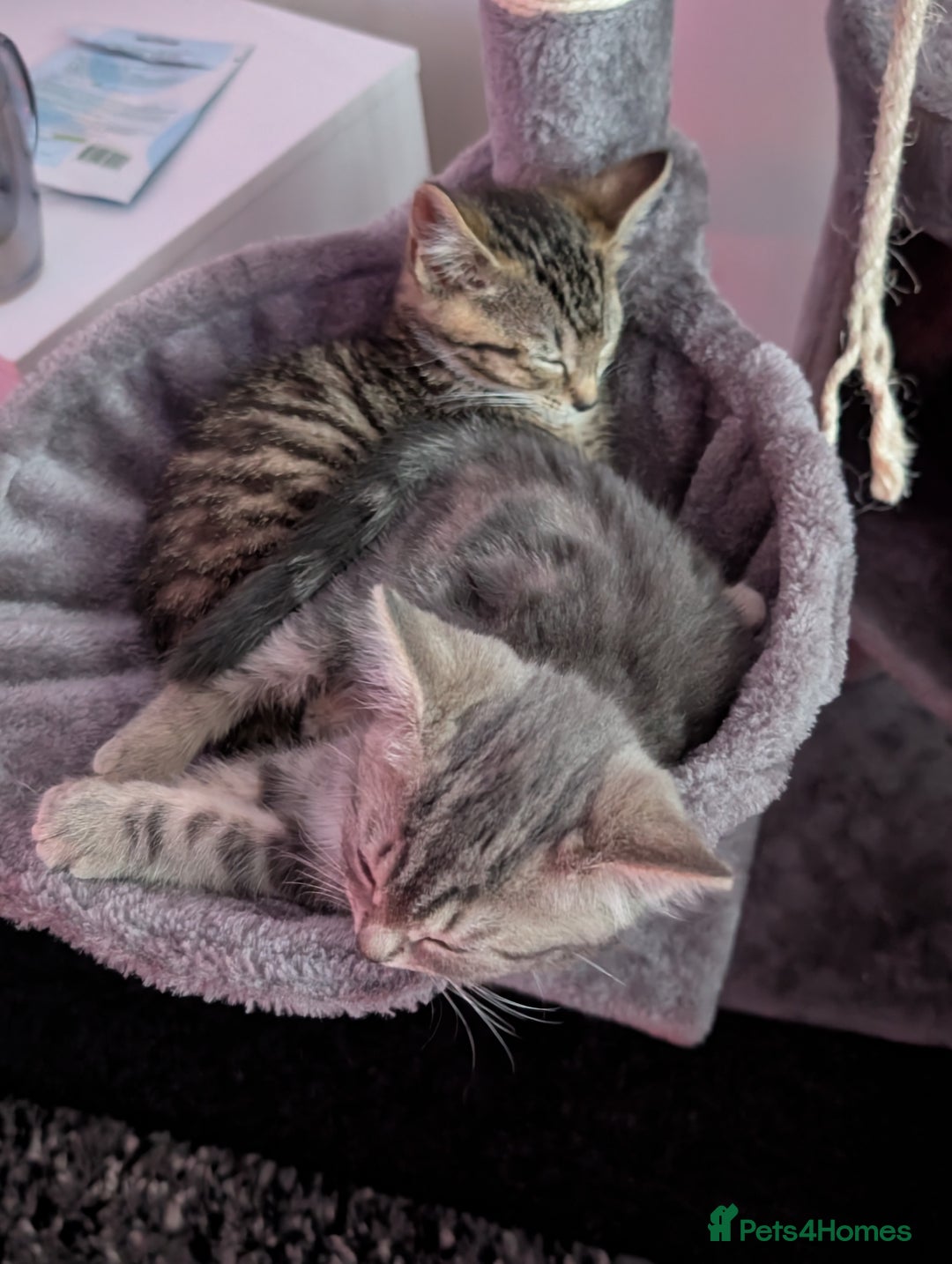 British Shorthair cats for sale: 2 baby sisters  - Image 2