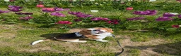 Beagle dogs for stud: Baxter - 2 Year Old Beagle for Stud - Advert 1
