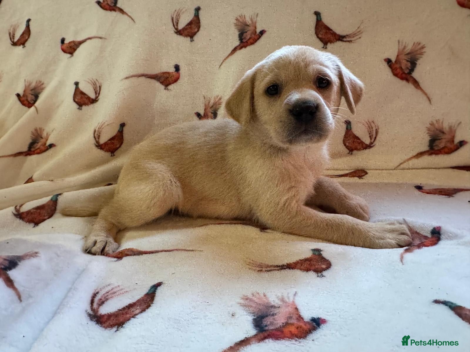 Labrador Retriever dogs KC LABRADOR RETRIEVER PUPPIES - Advert 1