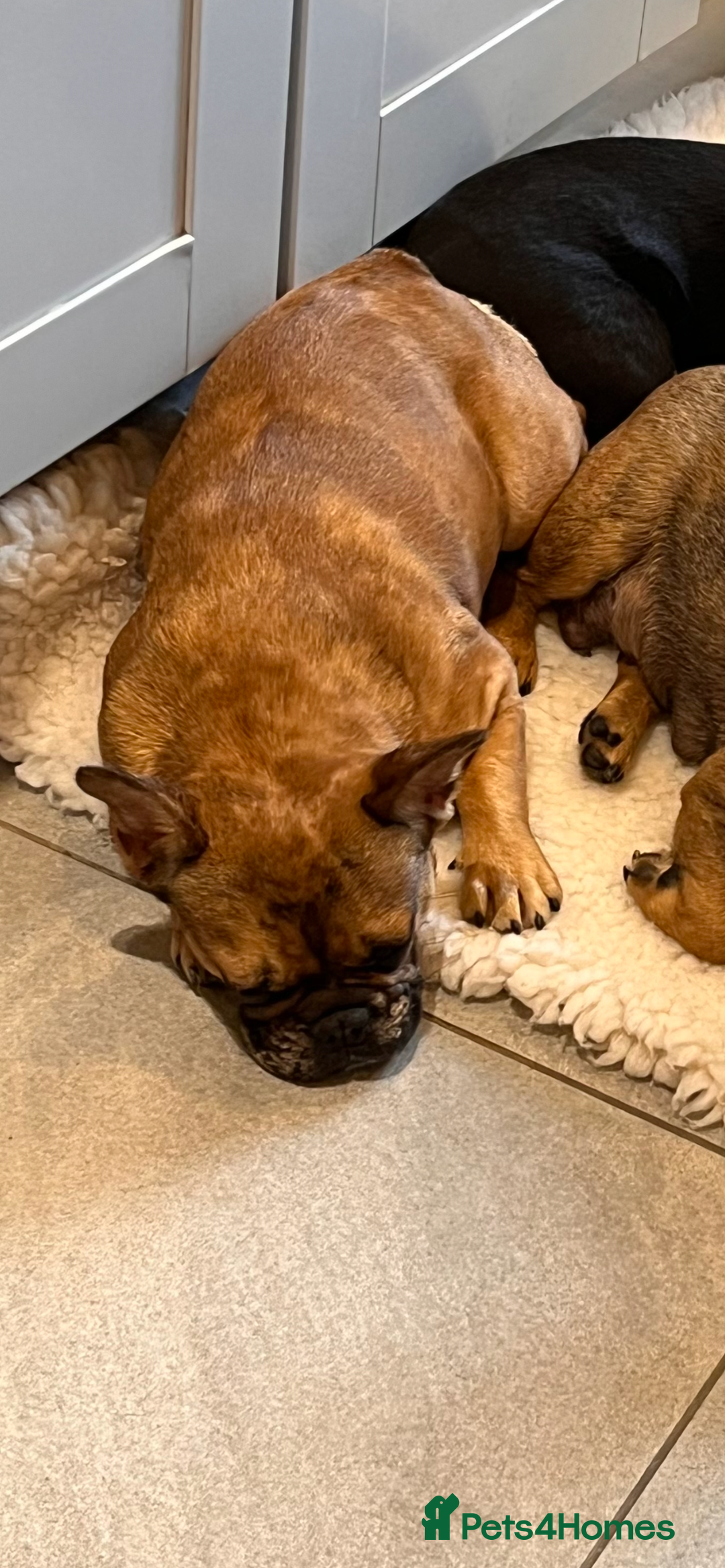 French Bulldog dogs for sale: Beautiful 9 month old girl . Very fit and healthy  - Image 4